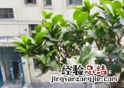 秋季榕树盆景怎么养 榕树盆景怎么养