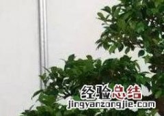 秋季榕树盆景怎么养 榕树盆景怎么养