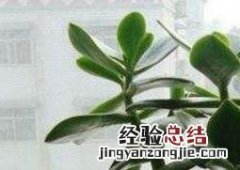 玉树如何养 玉树如何养殖和管理