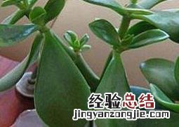 玉树如何养 玉树如何养殖和管理