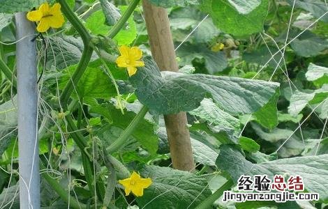 丝瓜花的功效和作用 丝瓜花的功效与作用,丝瓜花的副作用