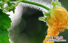 丝瓜花的功效和作用 丝瓜花的功效与作用,丝瓜花的副作用