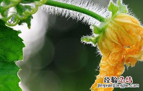 丝瓜花的功效和作用 丝瓜花的功效与作用,丝瓜花的副作用