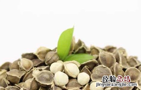 辣木籽怎么吃是正确的 辣木籽怎么吃是正确的用量