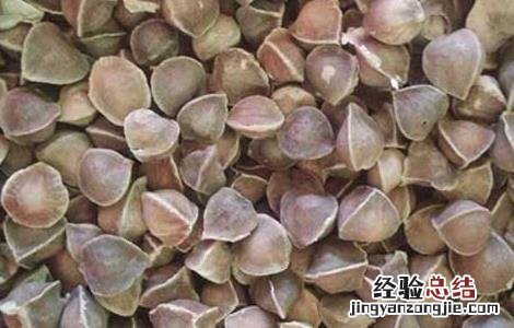 辣木籽怎么吃是正确的 辣木籽怎么吃是正确的用量