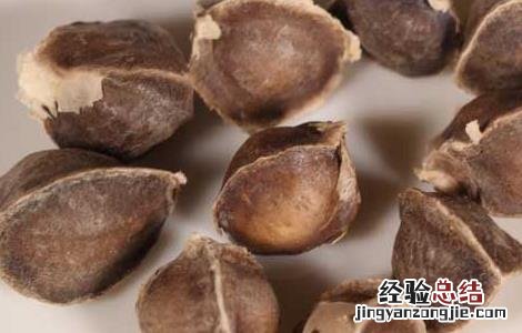 辣木籽怎么吃是正确的 辣木籽怎么吃是正确的用量