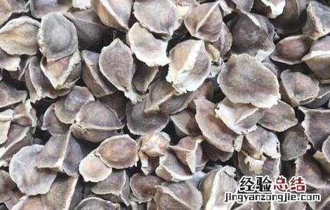 辣木籽怎么吃是正确的 辣木籽怎么吃是正确的用量