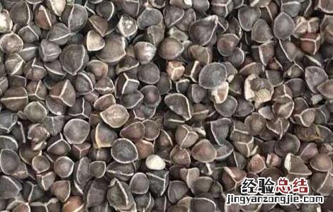 辣木籽的功效是真的吗 辣木籽的功效是真是假