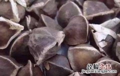 辣木籽的功效是真的吗 辣木籽的功效是真是假