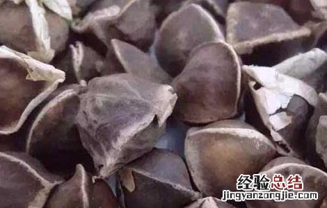 辣木籽的功效是真的吗 辣木籽的功效是真是假