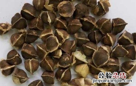 辣木籽的功效是真的吗 辣木籽的功效是真是假