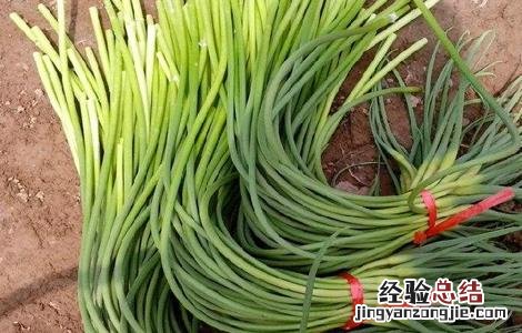 韭菜和什么不能一起吃 韭菜和什么不能一起吃中毒