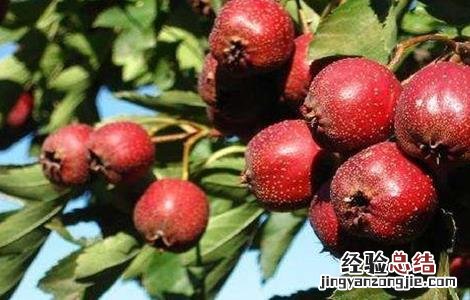 柠檬不能和什么一起吃虾 柠檬不能和什么一起吃
