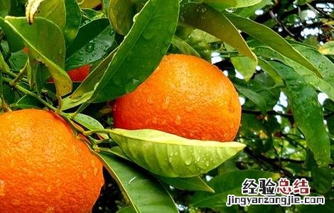 兔肉不能和什么一起吃 兔肉不能和什么一起吃兔肉的禁忌