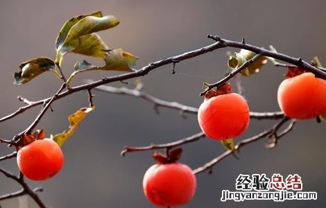 白萝卜不能和什么一起吃了 白萝卜不能和什么一起吃