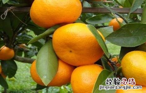 白萝卜不能和什么一起吃了 白萝卜不能和什么一起吃