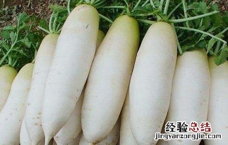 白萝卜不能和什么一起吃了 白萝卜不能和什么一起吃