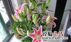 如何用花自制香水 如何用花自制香水教程