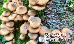 菌种怎么种植 赤松茸菌种怎么种植