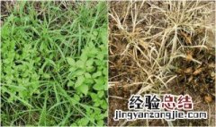 如何用洋槐能抑制杂草生长 其实很简单