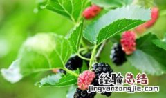桑葚干的功效 桑葚干的功效有哪些