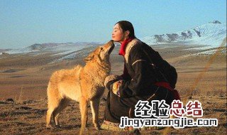 重返狼群是一部什么书 重返狼群这本书的简介
