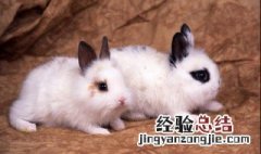兔子发出噗噗的声音 兔子发出噗噗的声音还跺脚