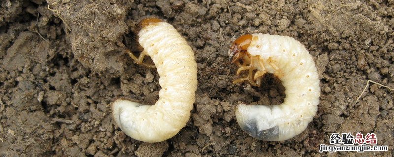 噻虫嗪防治地下虫效果 噻虫胺对地下虫的作用