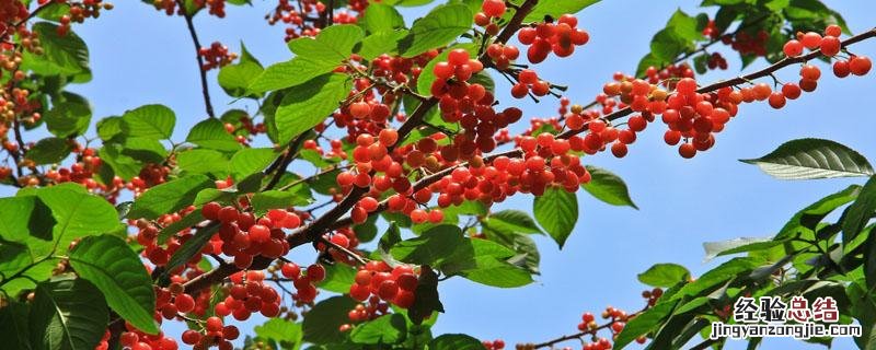 云南大樱桃种植基地 云南樱桃种植基地在哪里