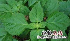 广藿香的功效与作用 广藿香有哪些功效与作用