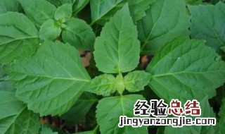广藿香的功效与作用 广藿香有哪些功效与作用