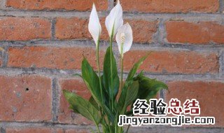 一帆风顺花怎么养 需要注意这三点