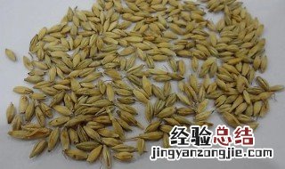 怎么熬大麦芽水 大麦芽怎么煮水喝