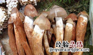 枞菌不能和什么一起吃 枞菌不可以和什么一起吃