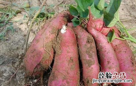 红薯不能和鸡蛋一起吃是真的吗 红薯不能和什么一起吃