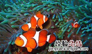室外适合养什么鱼最好 室外适合养什么鱼