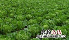菜叶子用水沤肥多久 菜叶子用水沤肥多久可以吃