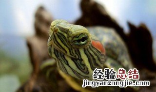 巴西龟怎么养 3分钟就能学会