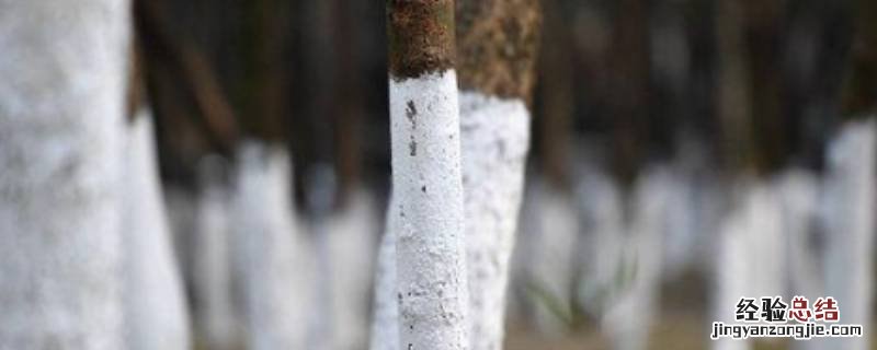 树干上涂的白色的东西 树干上为什么涂上白色的东西