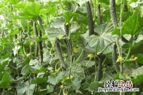 喹啉铜的使用和禁忌有露水可不可啧 喹啉铜的使用和禁忌