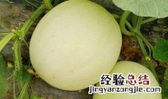 阎良甜瓜怎么吃 阎良甜瓜怎样做好吃