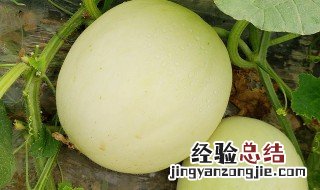 阎良甜瓜怎么吃 阎良甜瓜怎样做好吃