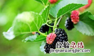 桑葚叶的功效与作用 桑葚叶的疗效