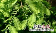水杉风水禁忌图 水杉风水禁忌