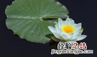 睡莲风水中有什么作用 睡莲的风水禁忌