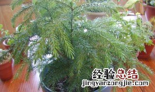 南洋杉寓意什么风水 异叶南洋杉寓意什么风水