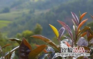 紫芽茶怎么泡才好喝 紫芽茶怎么泡