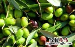 橄榄果的功效与作用禁忌 橄榄果的功效与作用