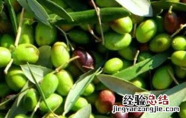 橄榄果的功效与作用禁忌 橄榄果的功效与作用