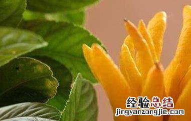 佛手柑怎么吃 佛手柑怎么吃对喉咙好
